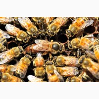 Продам бджолопакети Українська степова 3+1