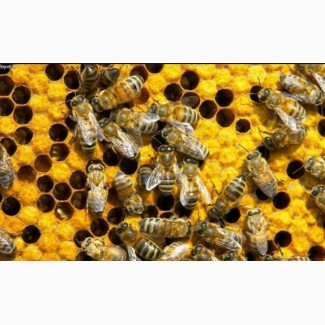 Пчелосемьи, пчелы