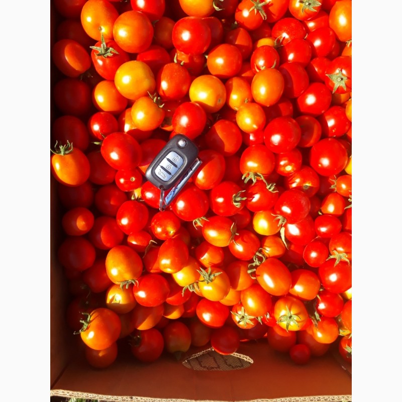 Фото 2. Продам помидоры красный, зеленый