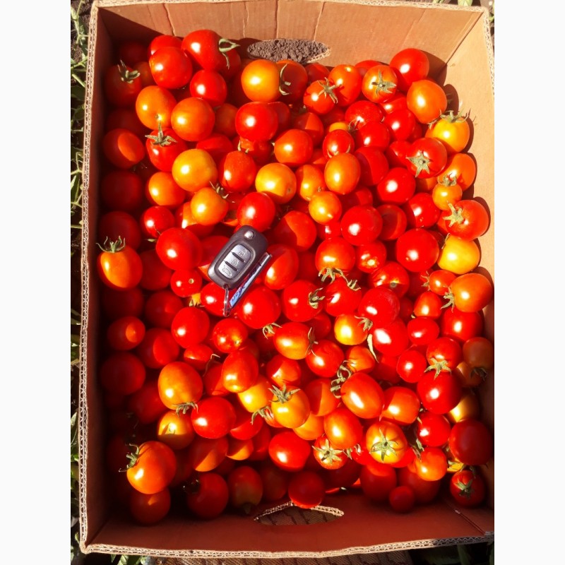 Фото 3. Продам помидоры красный, зеленый