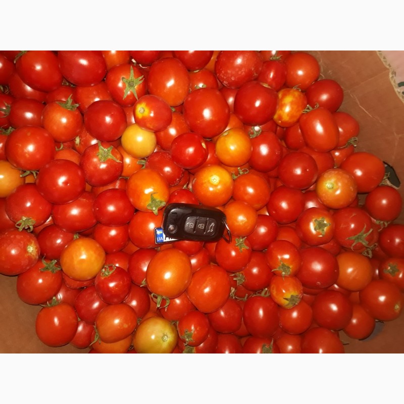 Фото 4. Продам помидоры красный, зеленый