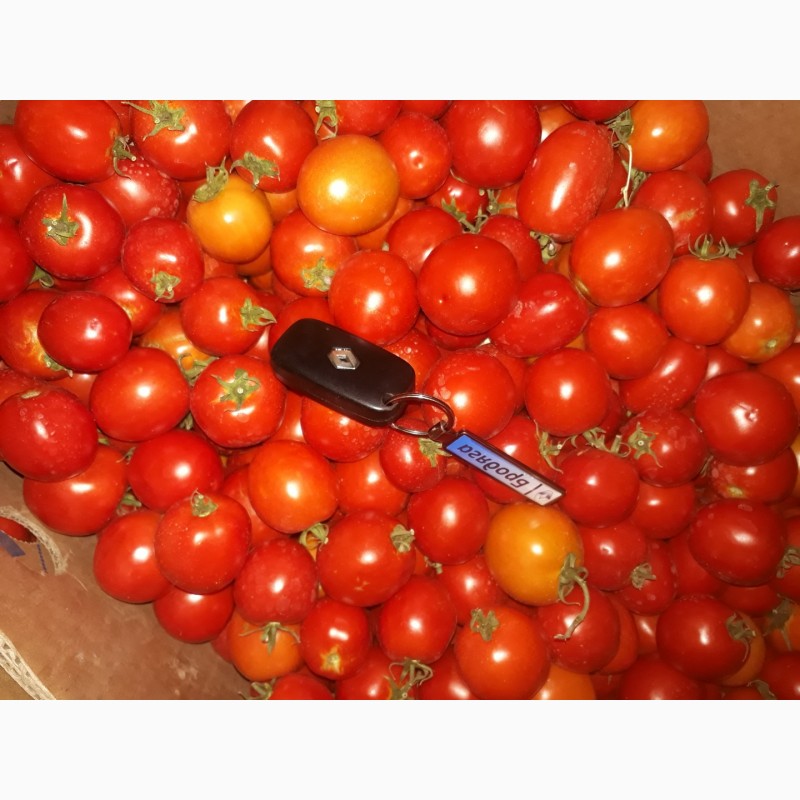 Фото 5. Продам помидоры красный, зеленый