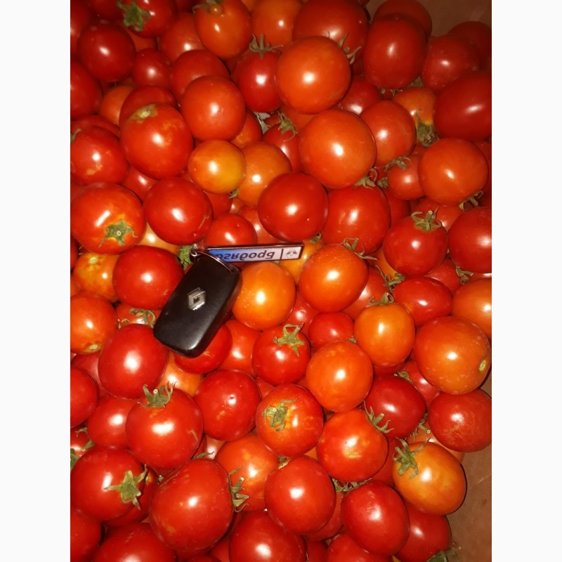 Фото 6. Продам помидоры красный, зеленый