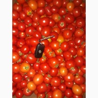 Продам помидоры красный, зеленый