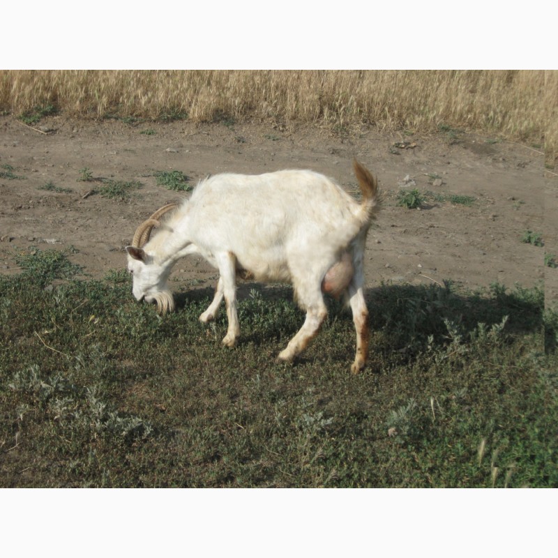 Фото 3. Продаються недорого дійні кози