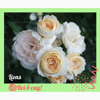 Троянди / Розы ексклюзив і популярні сорти