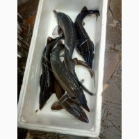 Продажа малька осетровых рыб