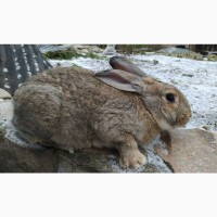 Кроличка, крольчата, кролики на плем#039;я