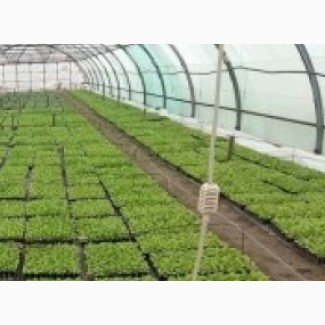 Выращиваем рассаду Арбуза и овощей в кассетах под заказ