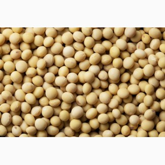 Soybean, Non GMO, Fob Odessa port
