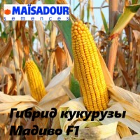 Гибрид кукурузы Мадиво F1 (Maisadour Semences)