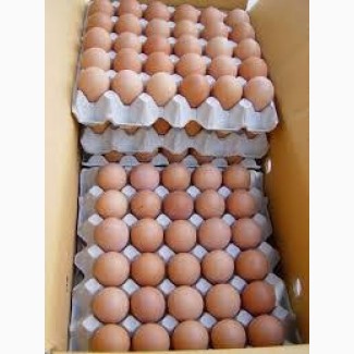 Яйцо куриное оптовые поставки с доставкой по всей территории Украины