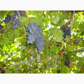 Продам сухой виноград винопродукт