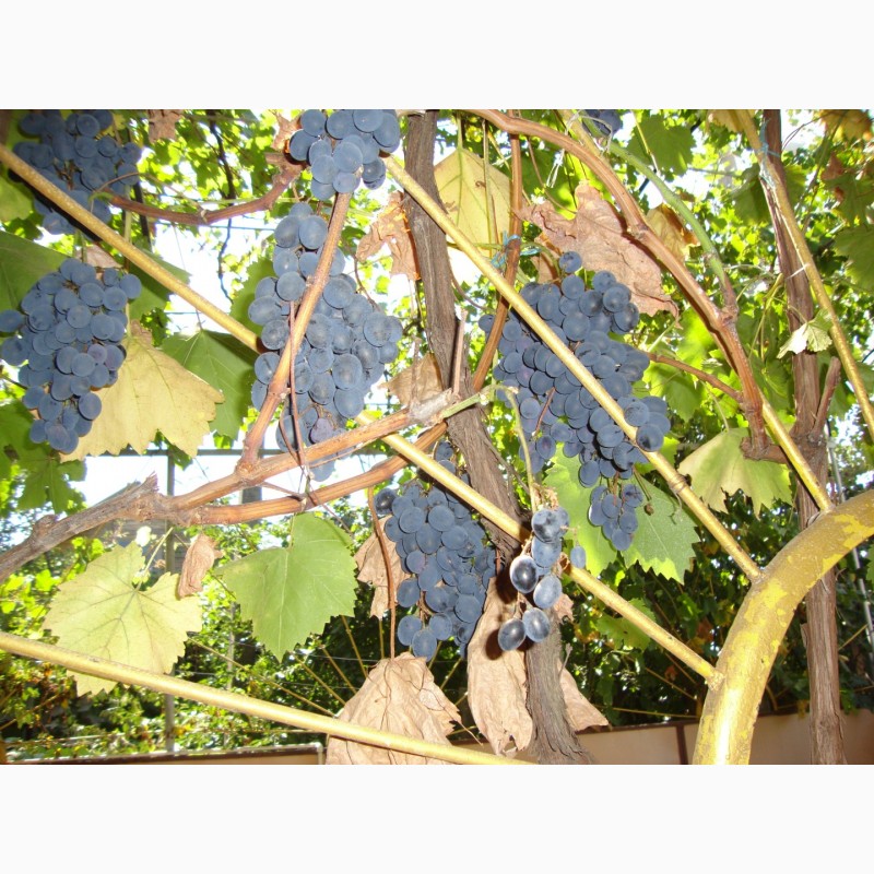 Фото 2. Продам сухой виноград винопродукт