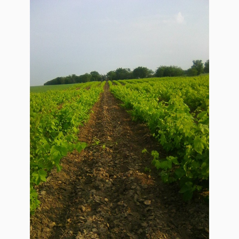 Фото 3. Продам сухой виноград винопродукт
