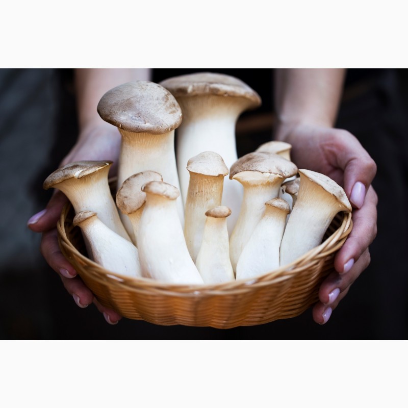 Фото 2. Свежие грибы Еринги