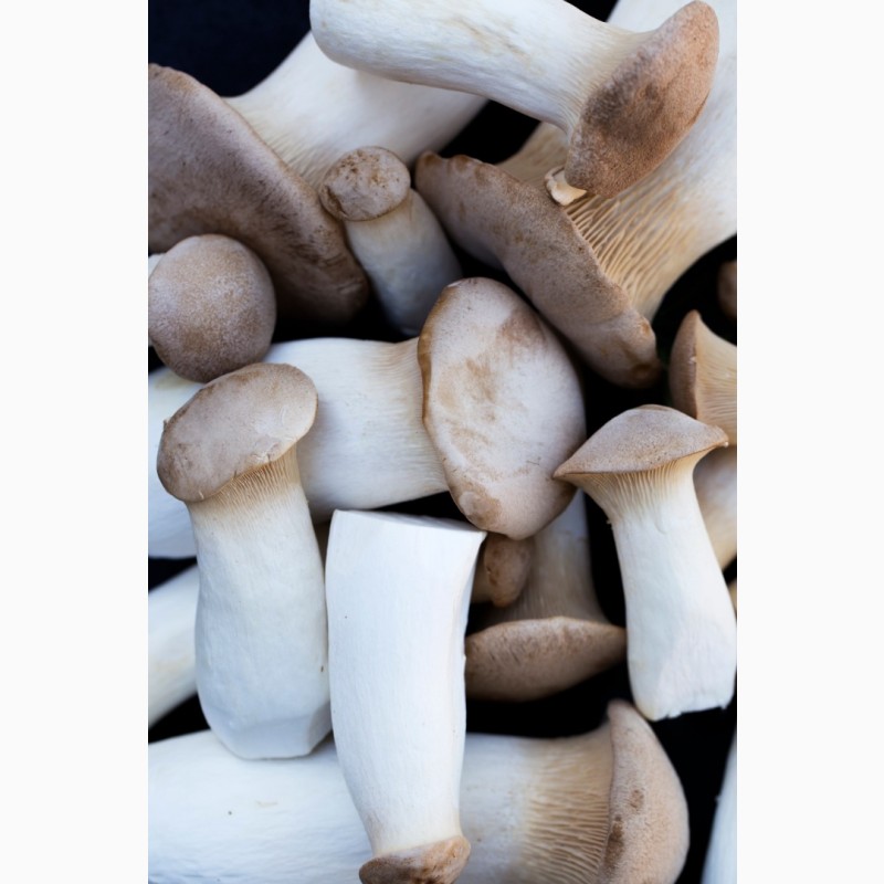 Фото 3. Свежие грибы Еринги