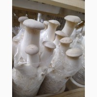 Свежие грибы Еринги, Еноки