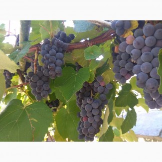 Продам виноград Молдова(капшун)
