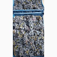 Продам виноград Молдова(капшун)