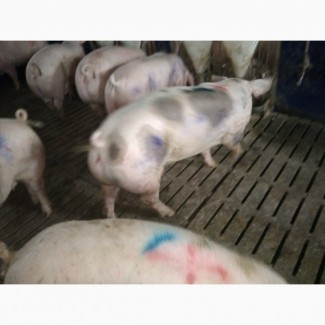 Куплю свиней живою вагою от 30 гол різних дорого