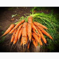 Куплю Морковь на переработку