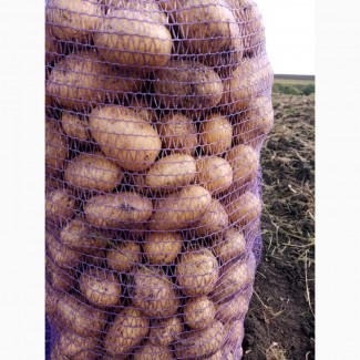 Продам картофель сетевого качества от производителя!!! объем 5 000 тонн