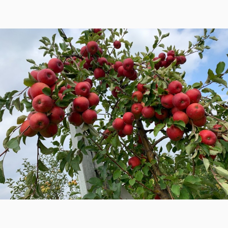 Фото 3. Продам яблука опт., сортів Голден, Чемпіон з власного саду. Урожай 2020