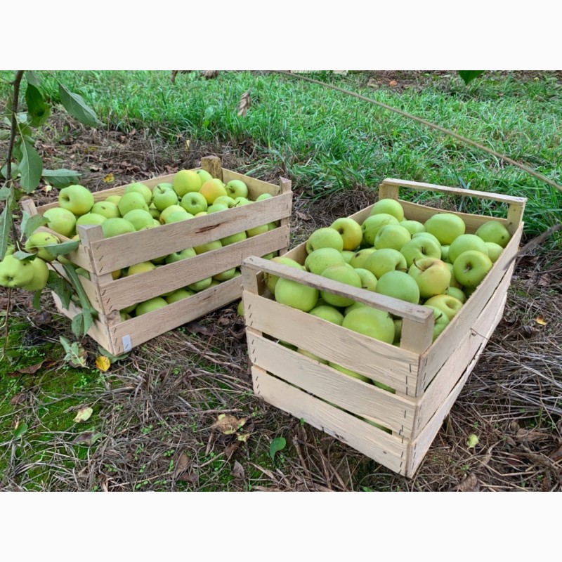 Фото 4. Продам яблука опт., сортів Голден, Чемпіон з власного саду. Урожай 2020