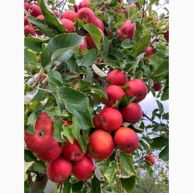 Фото 5. Продам яблука опт., сортів Голден, Чемпіон з власного саду. Урожай 2020