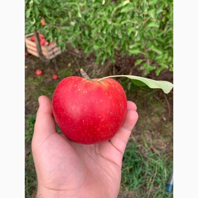 Фото 6. Продам яблука опт., сортів Голден, Чемпіон з власного саду. Урожай 2020