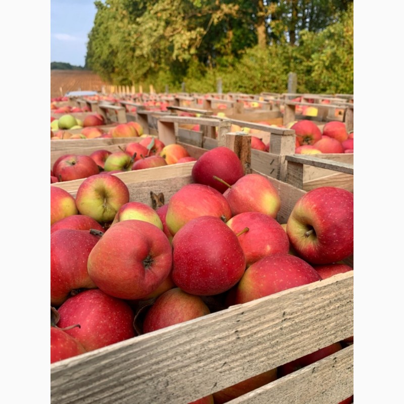 Фото 7. Продам яблука опт., сортів Голден, Чемпіон з власного саду. Урожай 2020