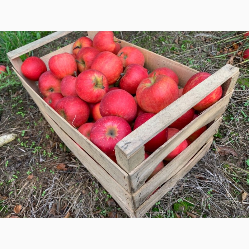 Фото 8. Продам яблука опт., сортів Голден, Чемпіон з власного саду. Урожай 2020