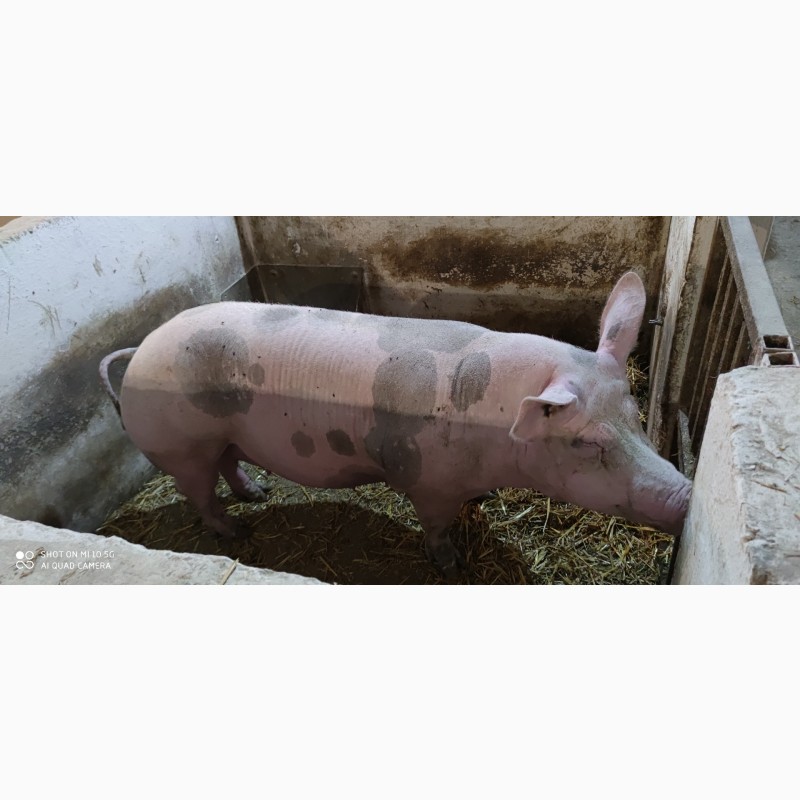 Фото 5. Продам свиней м#039;ясної породи