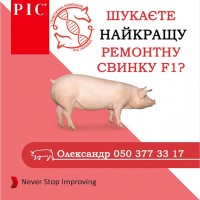 Гібридні батьківські свинки Ф1 Камборо - генетика РІС