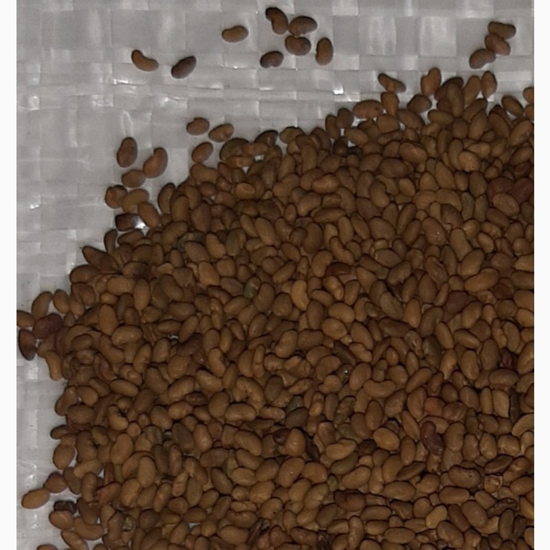 Фото 2. Насіння кукурудзи ДН Аквазор(ФАО 320), насіння люцерни