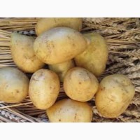 Насіннжєва картопля від 10т і більше