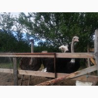 Продам пару страусів