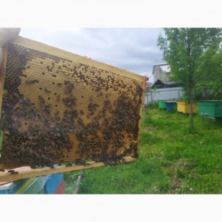 Бджолопакети карпатських бджіл2024