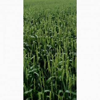 Пшеница озимая Джерси (США)