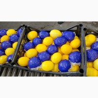 Продаем лимон сорта Мейер (прямой импорт из Турции)
