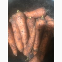 Продам моркву 1, 5 -2 тони