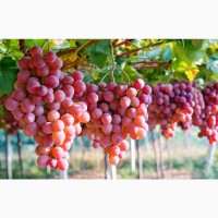 Куплю виноград столовых сортов мелким оптом