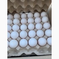 Продам яйцо куриное столовое оптом