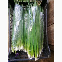 Продам зелений лук перо