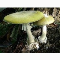 Бліда поганка (Amanita phalloides), цілі сушені гриби