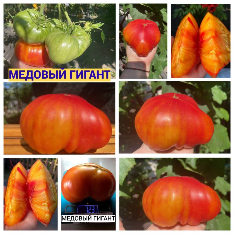 Фото 2. Насіння томатів
