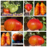 Насіння томатів
