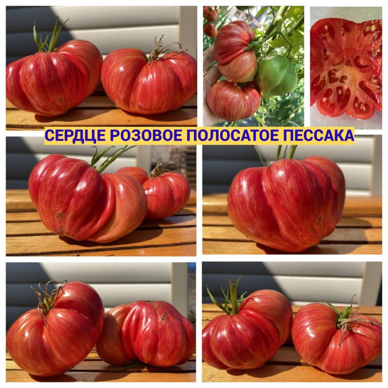 Фото 3. Насіння томатів