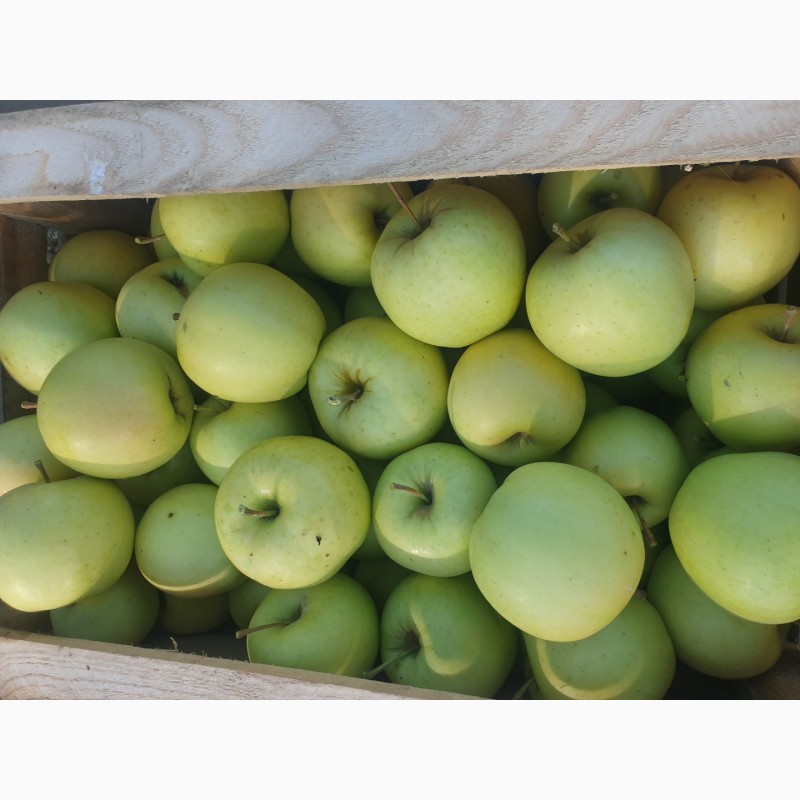 Фото 2. Продам яблуко із саду. Айдаред, Голден, Рене Семиренко, Джонаголд чорний принц, Голден